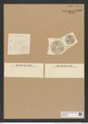Actinoptychus arculifer A. Schm. (de-Toni-Nr.: Genus 227, Species 5613) Zeichnungen Sammlung Grunow Nr. 9503 (NHMW-BOT-W0379487)